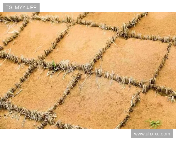 沙丘：3个惊天阴谋，帝国覆灭的真正原因