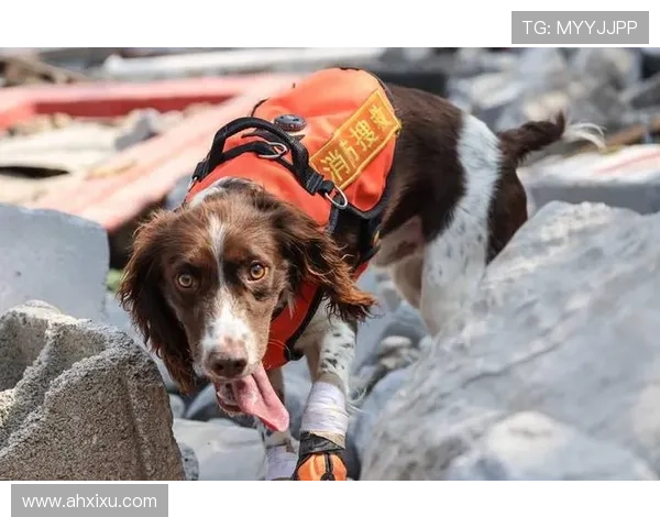 烈焰中的守护者：消防犬的英勇传奇
